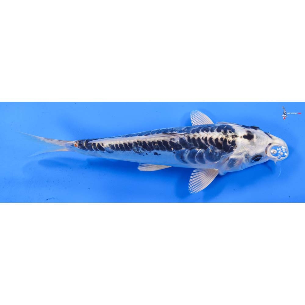 9.5” Imported Doitsu Gin Matsuba
