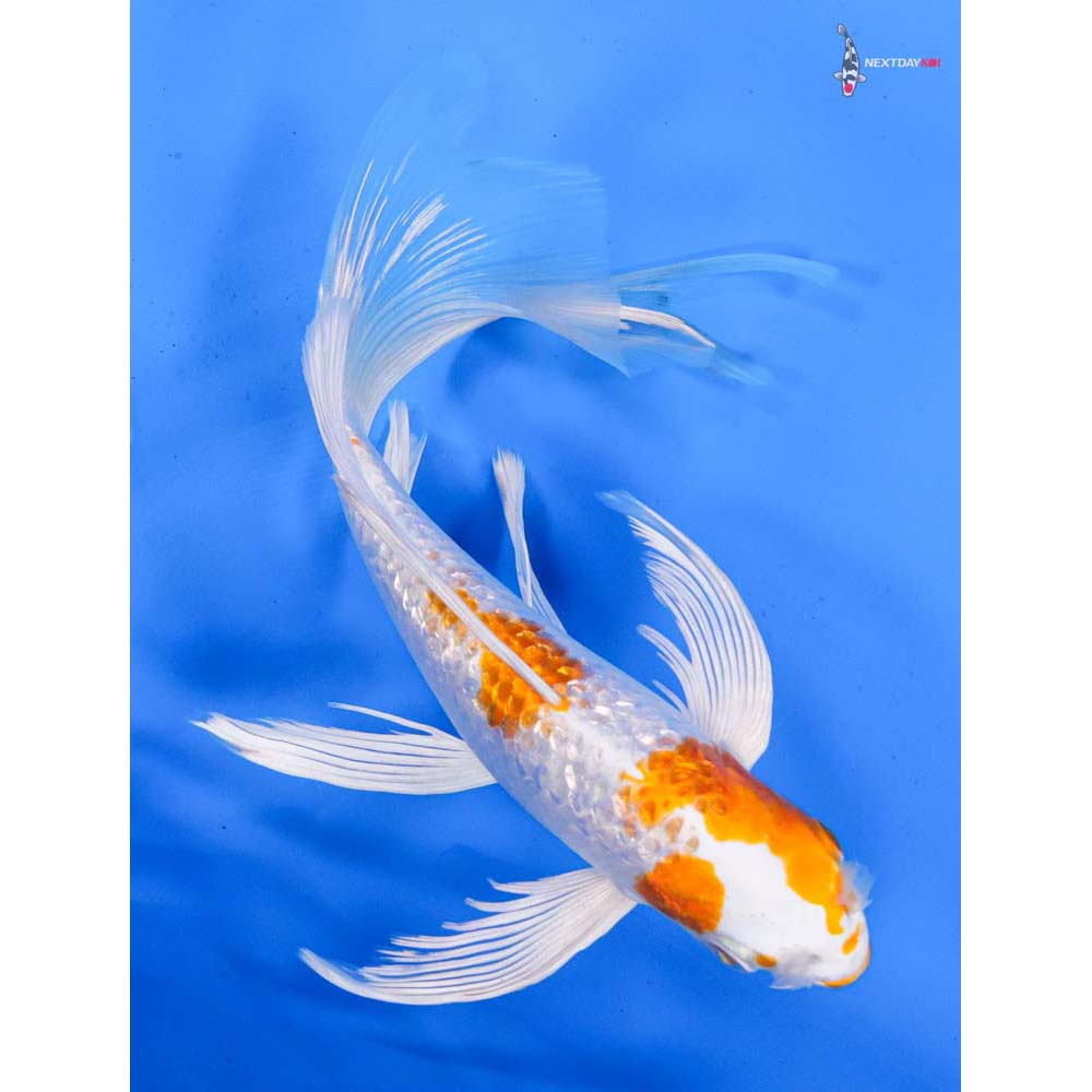 9” Imported Gin Rin Hariwake Butterfly Koi