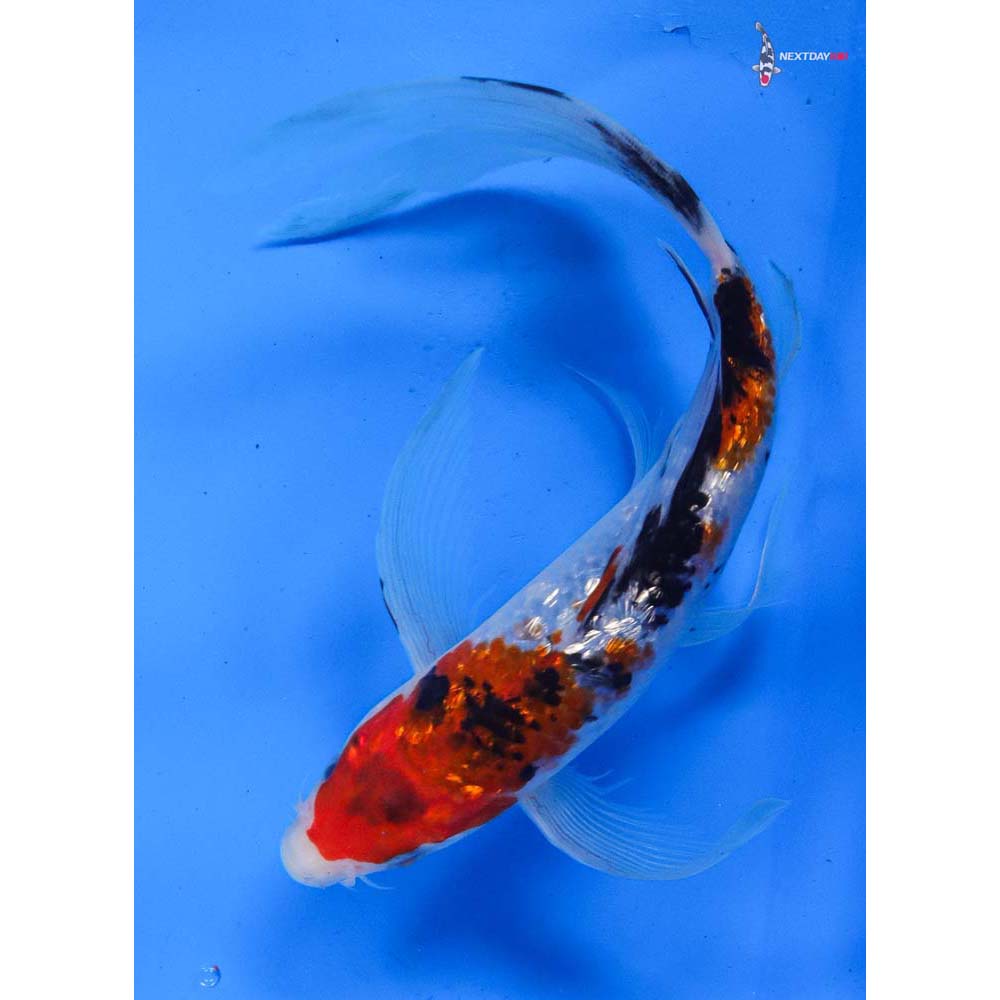 9” Imported Gin Rin Sanke Butterfly Koi