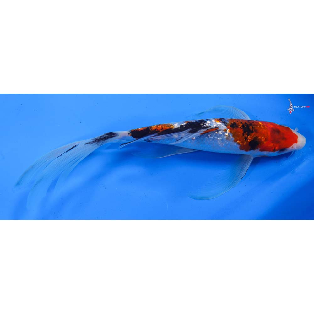 9” Imported Gin Rin Sanke Butterfly Koi