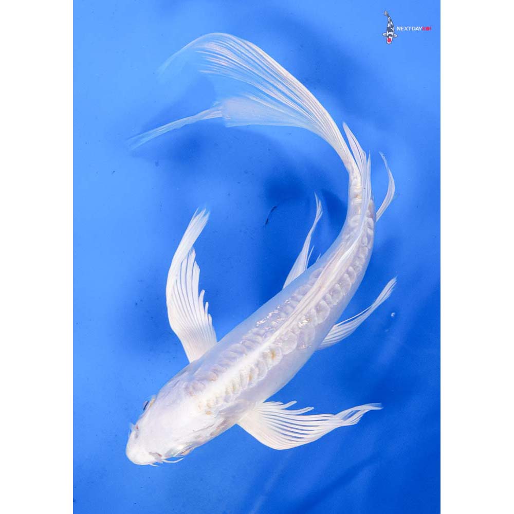 9” Imported Doitsu Lemon Hariwake Butterfly Koi