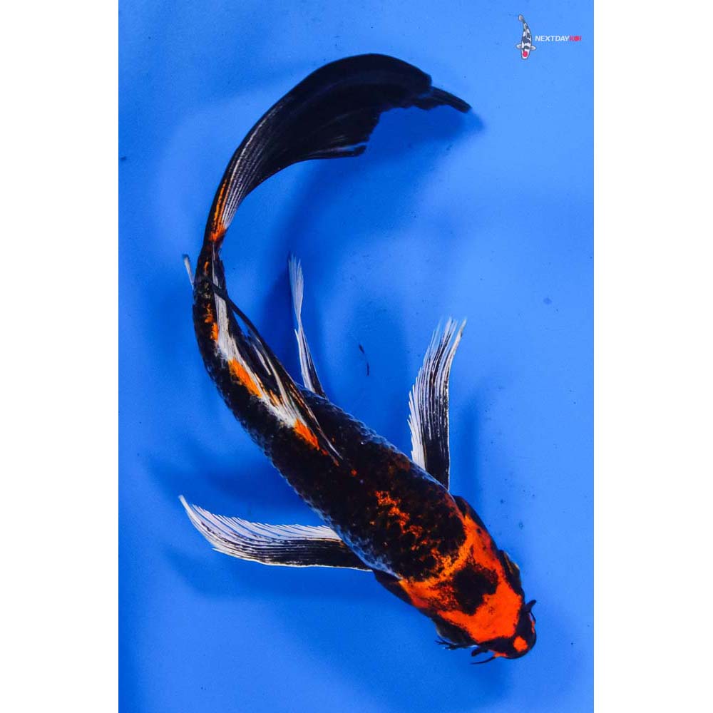 8” Imported Kujaku Butterfly Koi