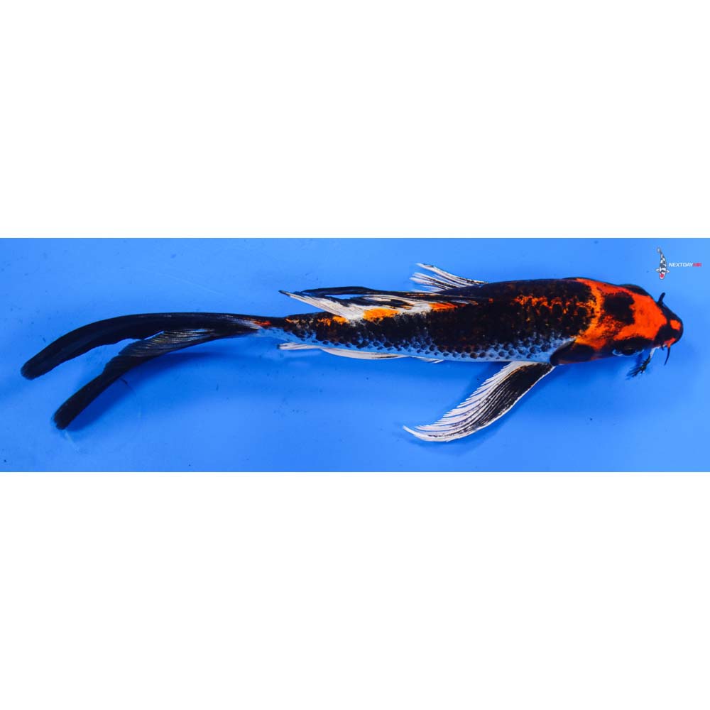 8” Imported Kujaku Butterfly Koi