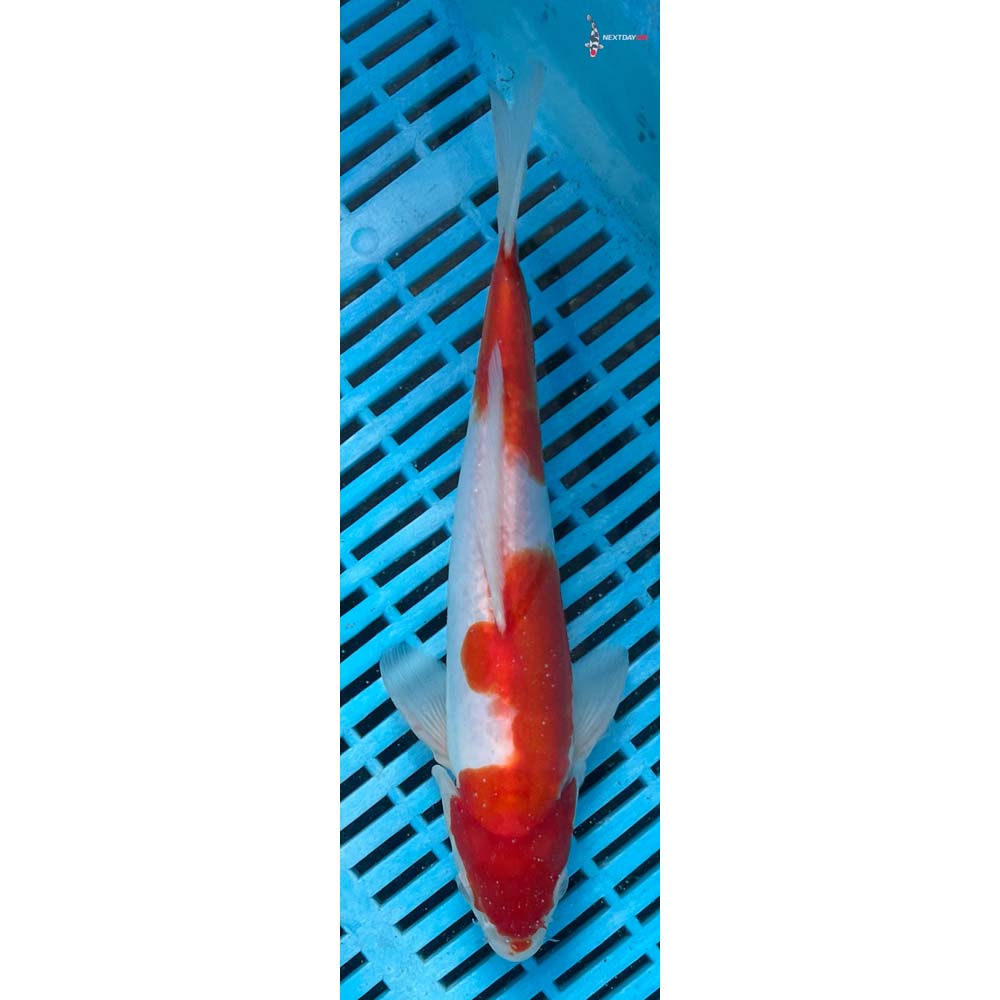 10-12” Imported Doitsu Kohaku