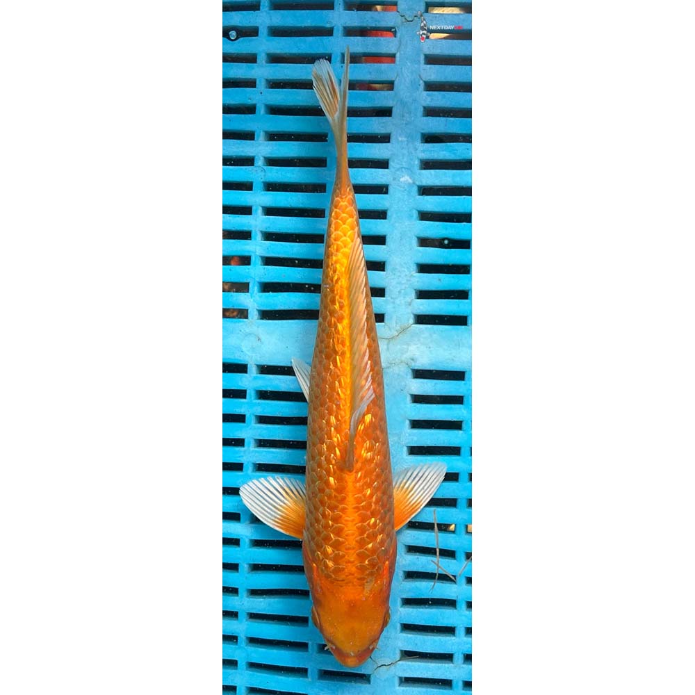 10-12” Imported Gin Rin Orenji Ogon