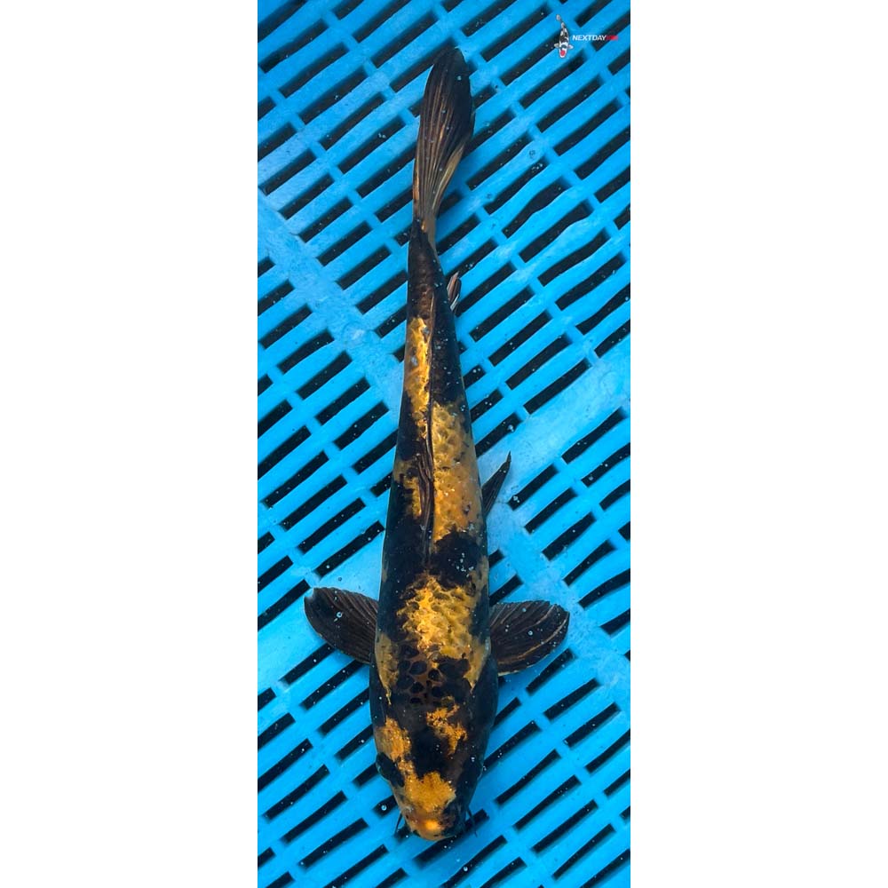 10-12” Imported Tancho Sanke