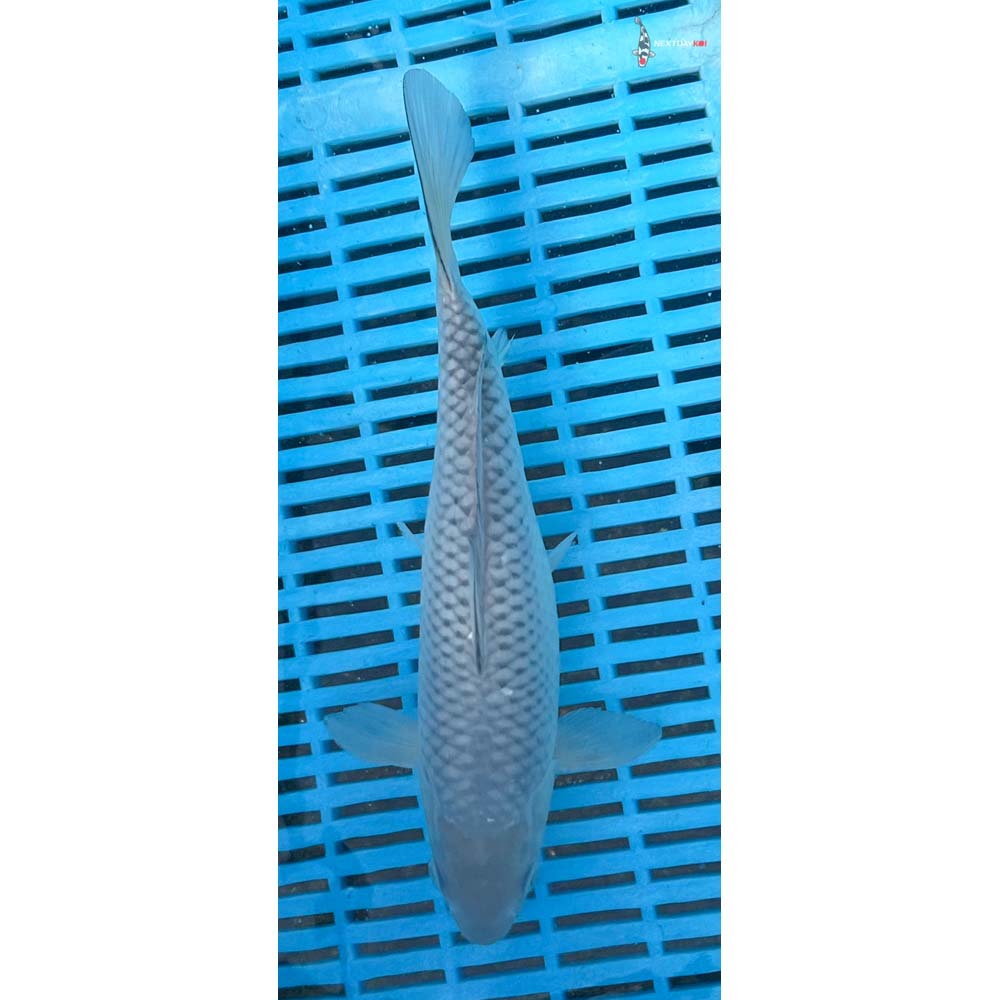 10-12” Imported Soragoi