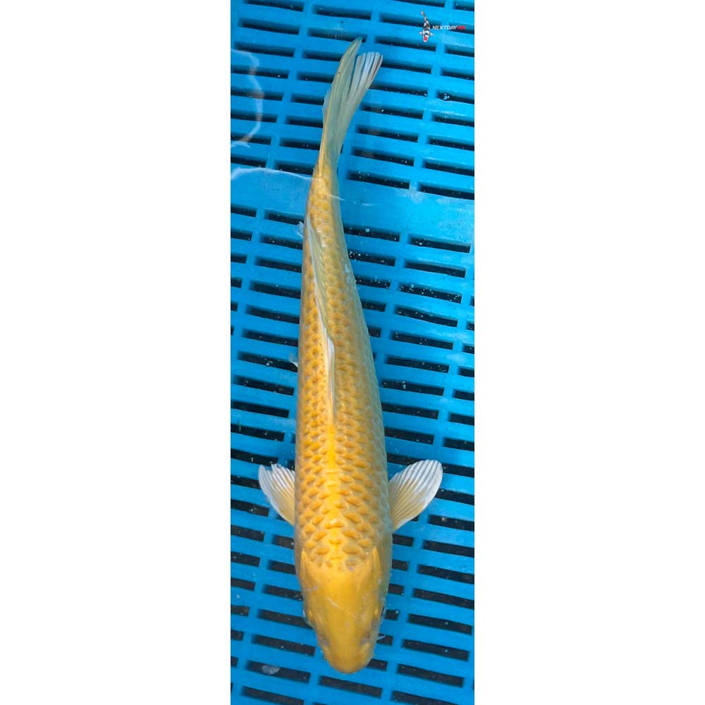 10-12” Imported Yamabuki Ogon