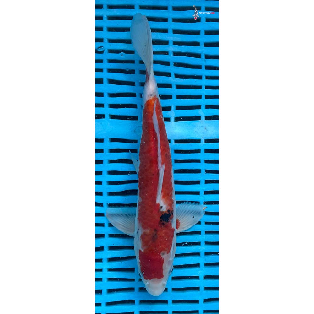 10-12” Imported Sanke