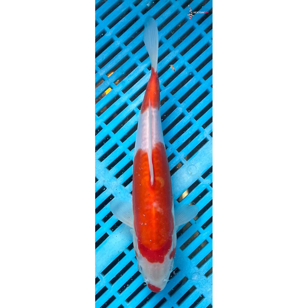 10-12” Imported Doitsu Kohaku