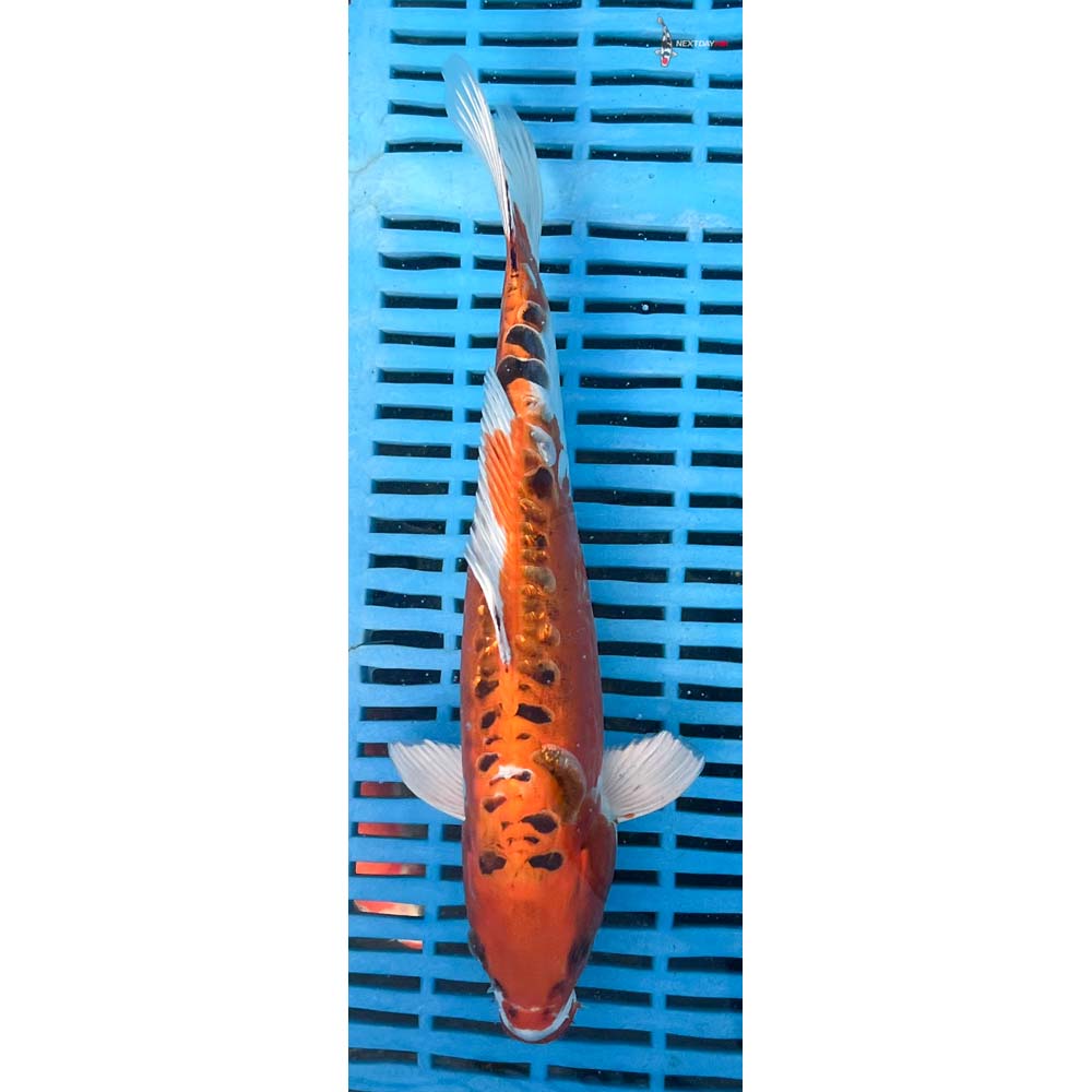 10-12” Imported Doitsu Kujaku