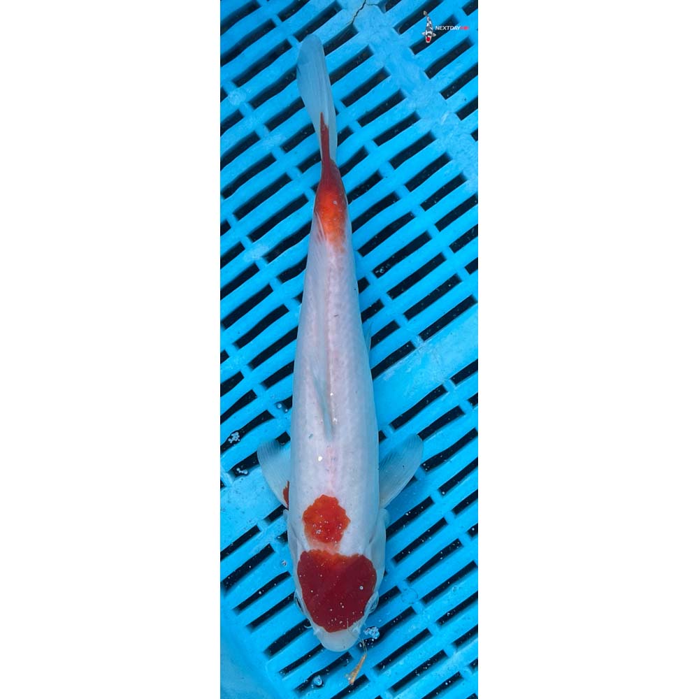 10-12” Imported Kohaku