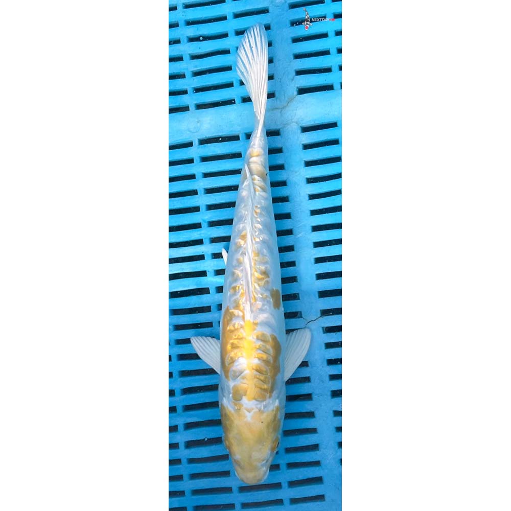10-12” Imported Doitsu Gin Rin Lemon Hariwake