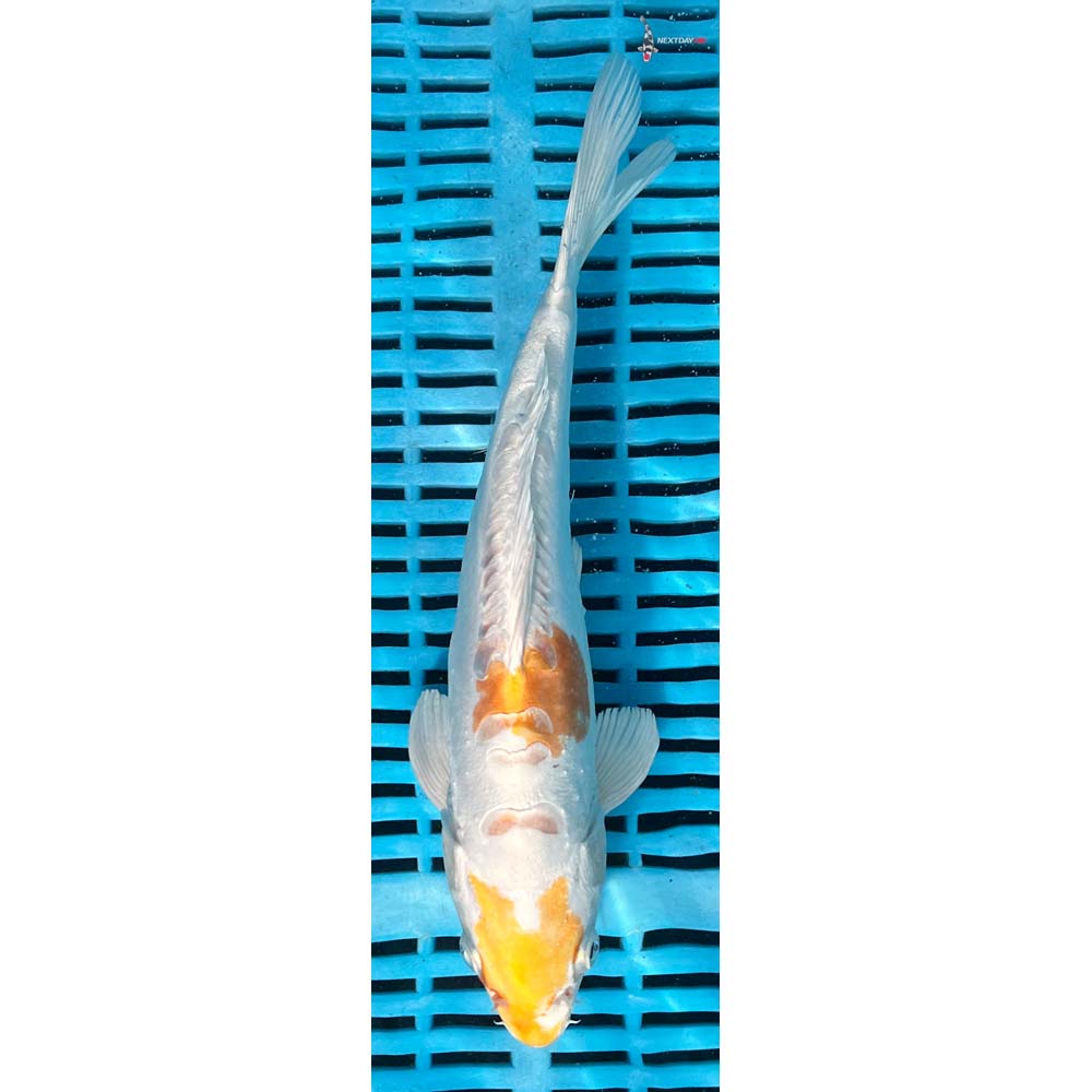 10-12” Imported Doitsu Lemon Hariwake