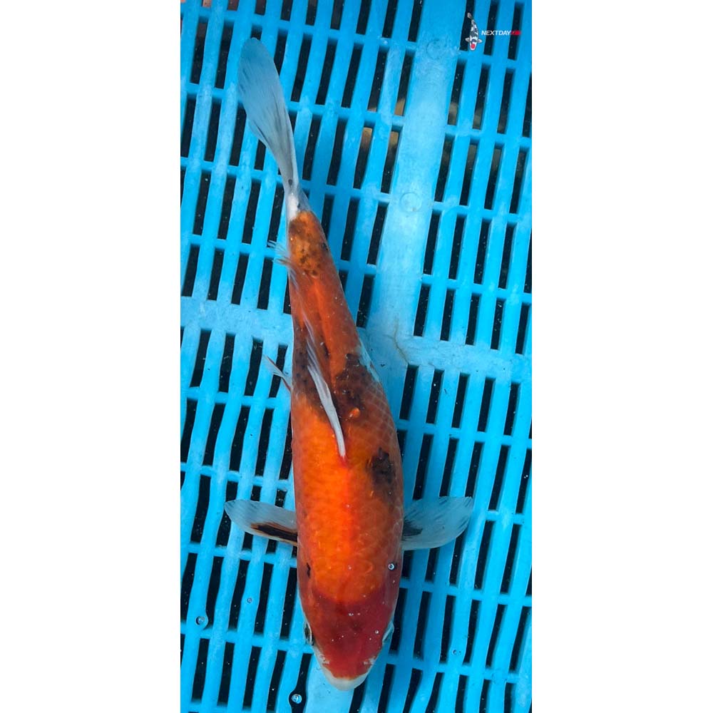 10-12” Imported Gin Rin Showa