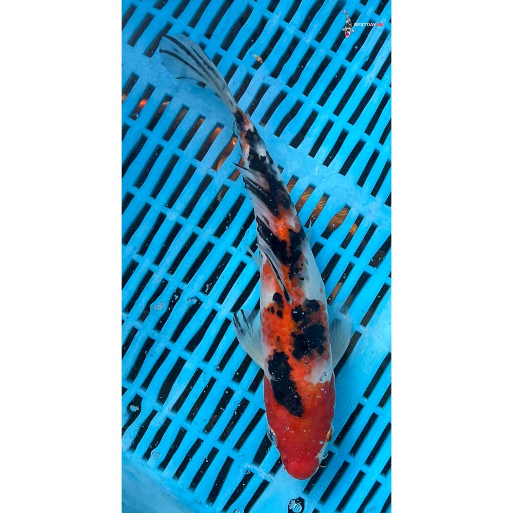 10-12” Imported Sanke