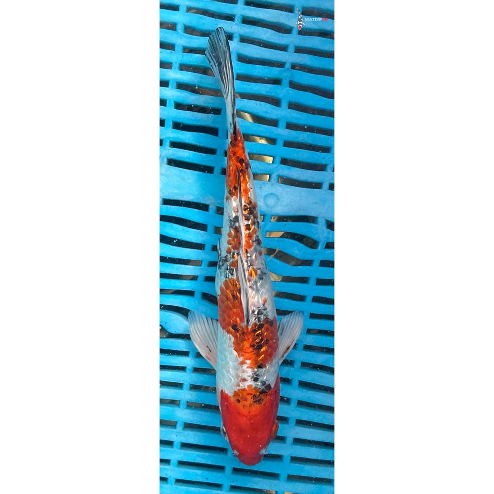 10-12” Imported Gin Rin Yamato Nishiki