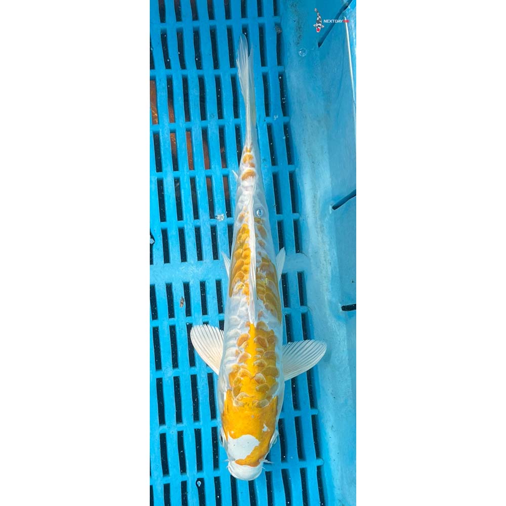 10-12” Imported Doitsu Lemon Hariwake
