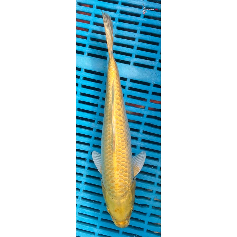 10-12” Imported Yamabuki Ogon