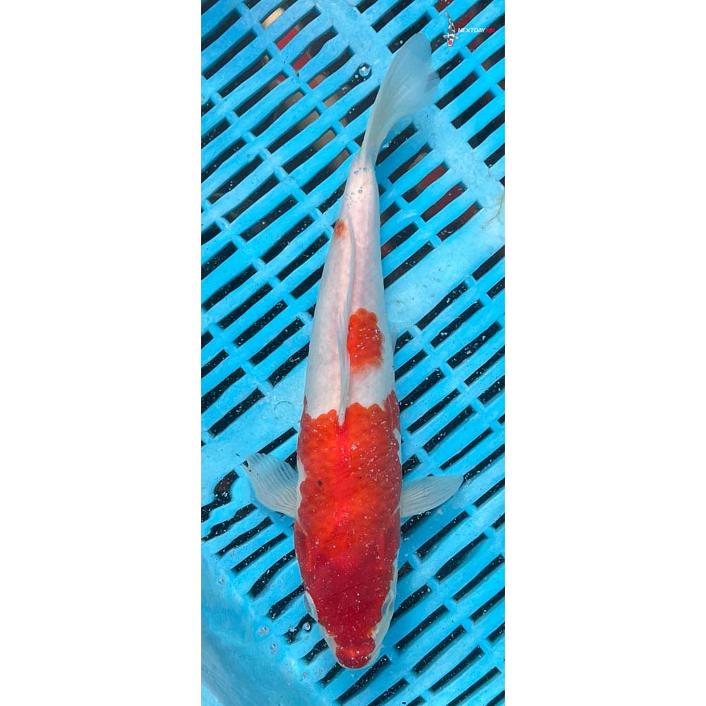 10-12” Imported Kohaku
