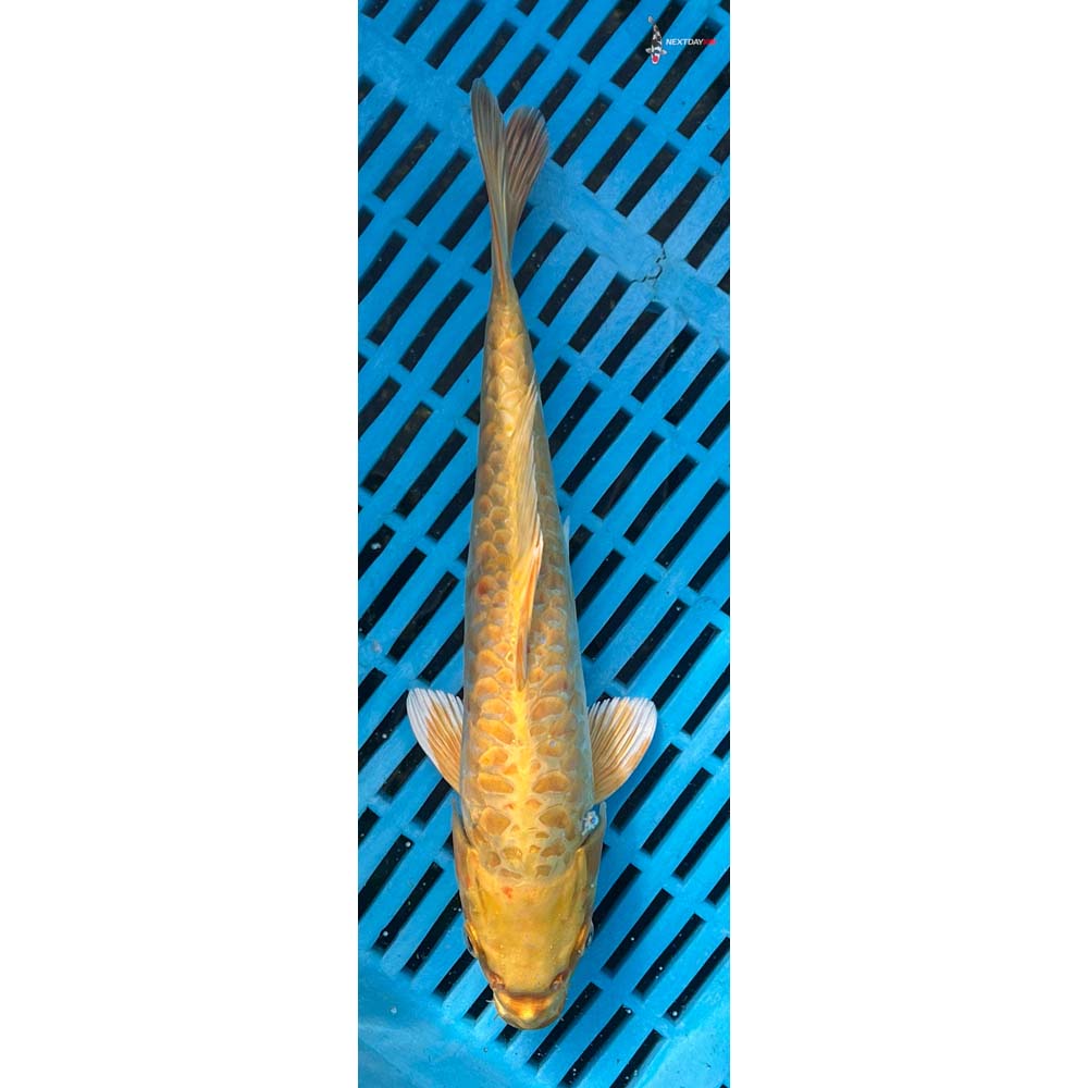 10-12” Imported Armor Scaled Yamabuki Ogon