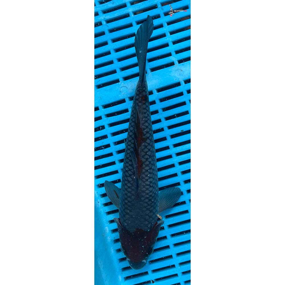 10-12” Imported Ochiba Shigure
