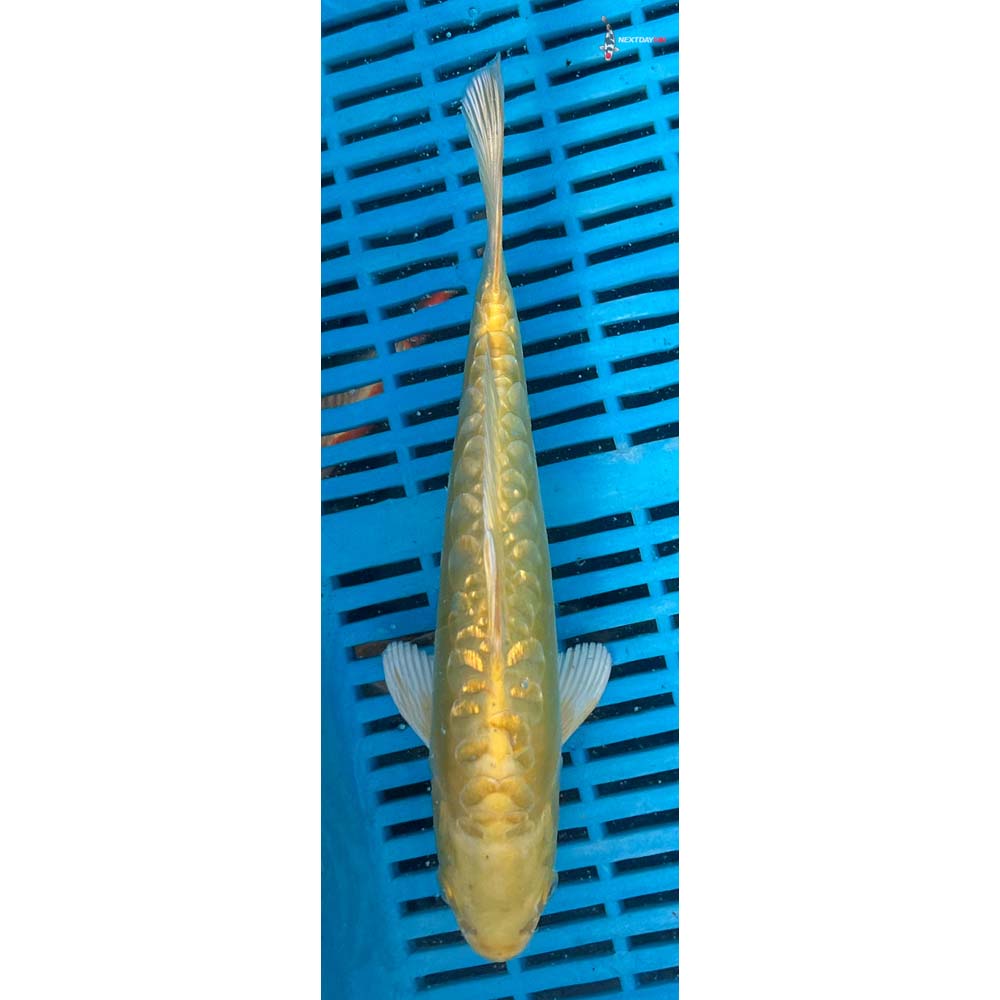 10-12” Imported Doitsu Gin Rin Yamabuki Ogon