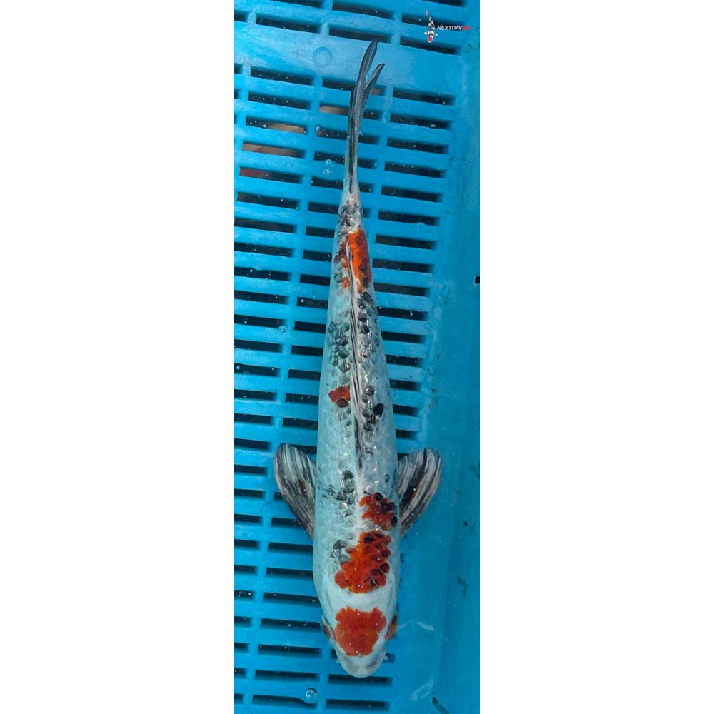 10-12” Imported Gin Rin Yamato Nishiki