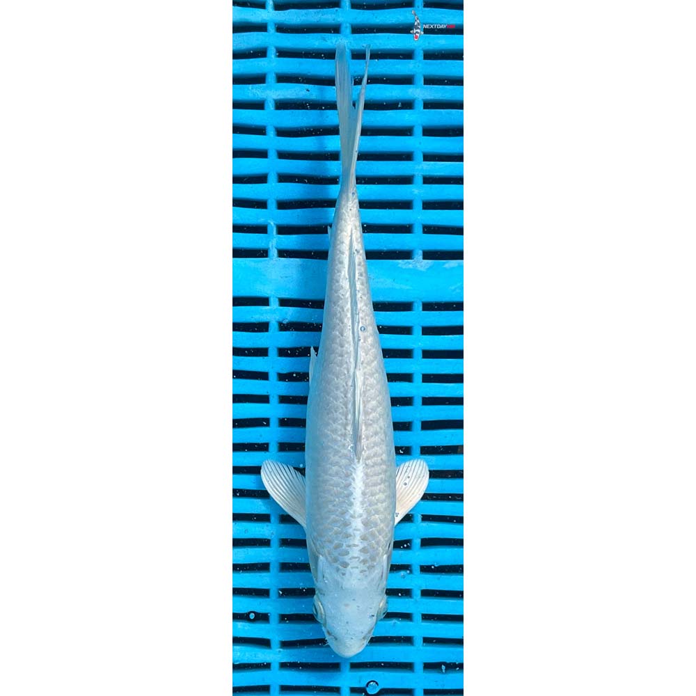 10-12” Imported Platinum Ogon