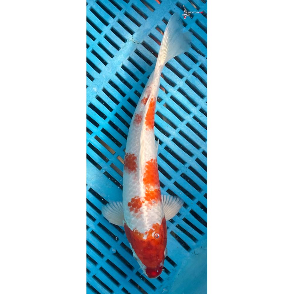 10-12” Imported Hariwake
