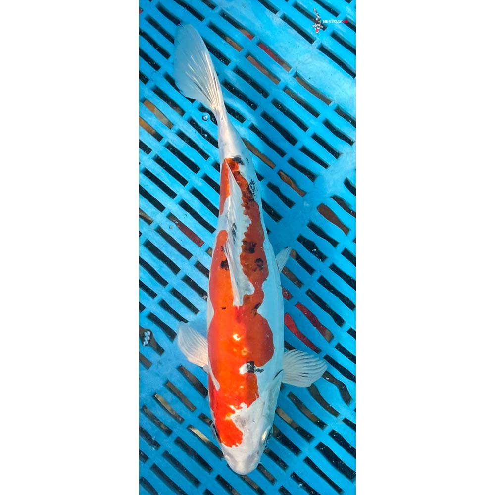10-12” Imported Heisei Nishiki