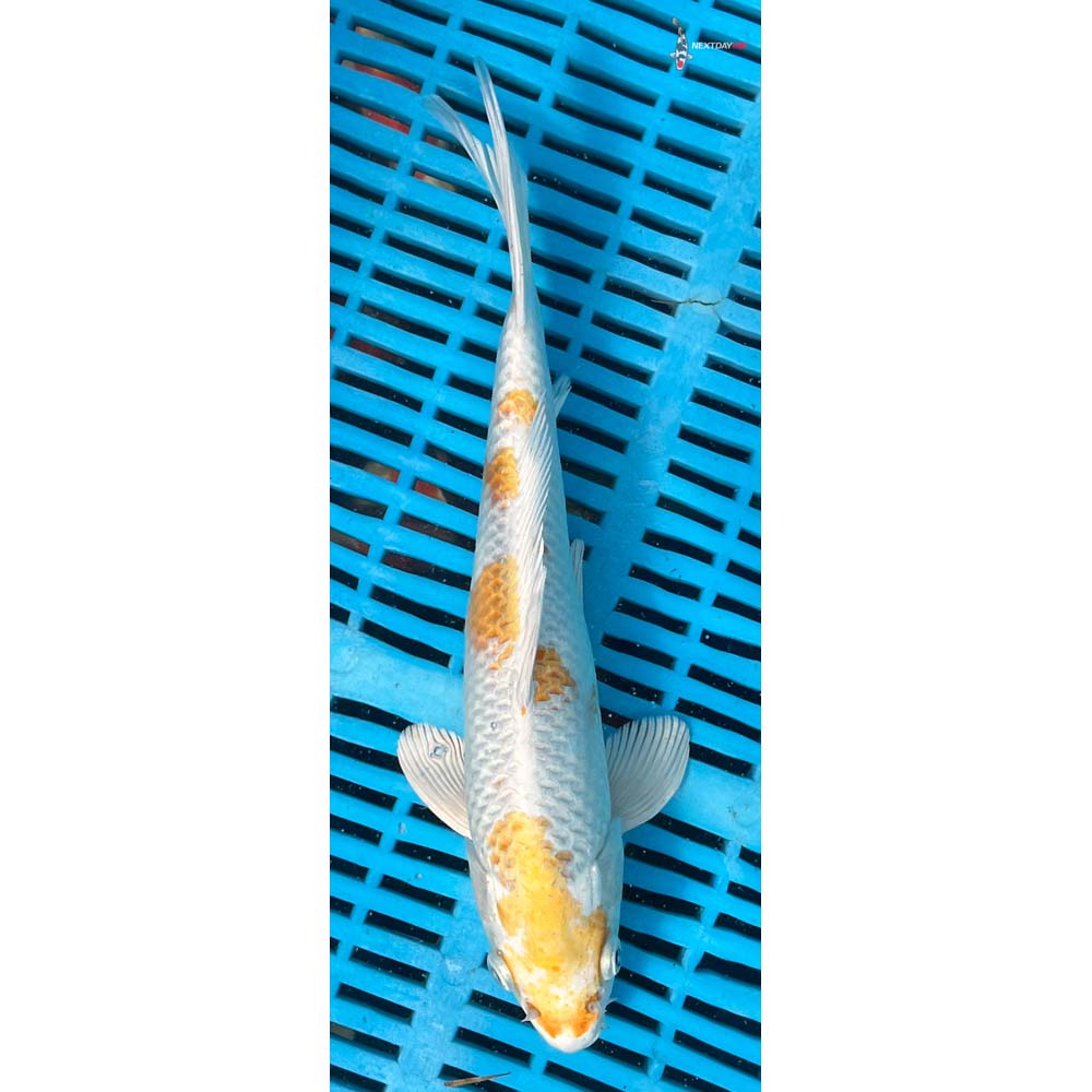 10-12” Imported Lemon Hariwake