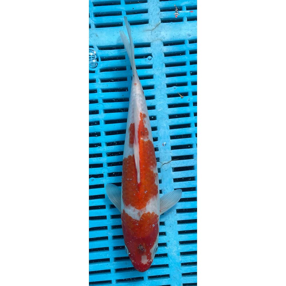 10-12” Imported Kohaku