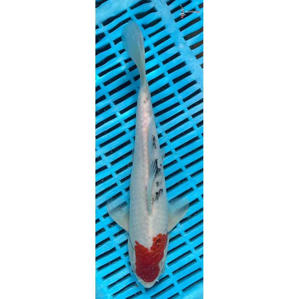 10-12” Imported Sanke