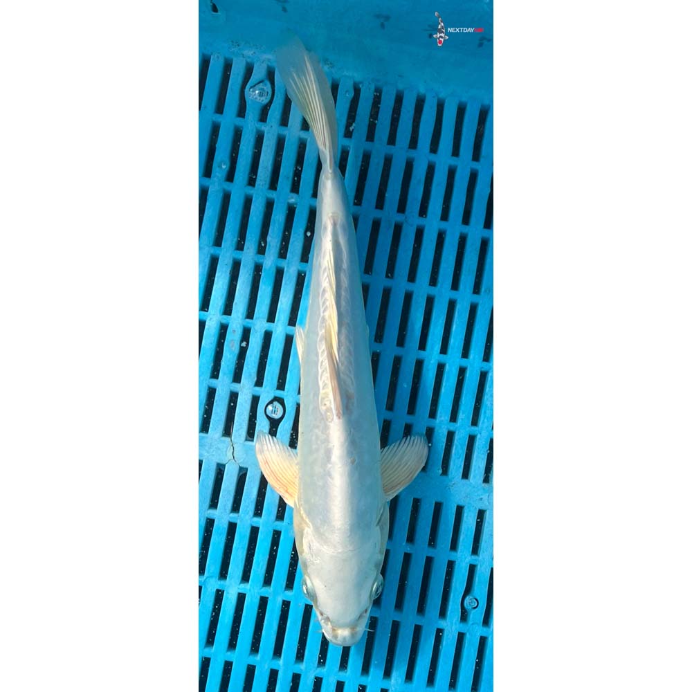 10-12” Imported Doitsu Platinum Ogon