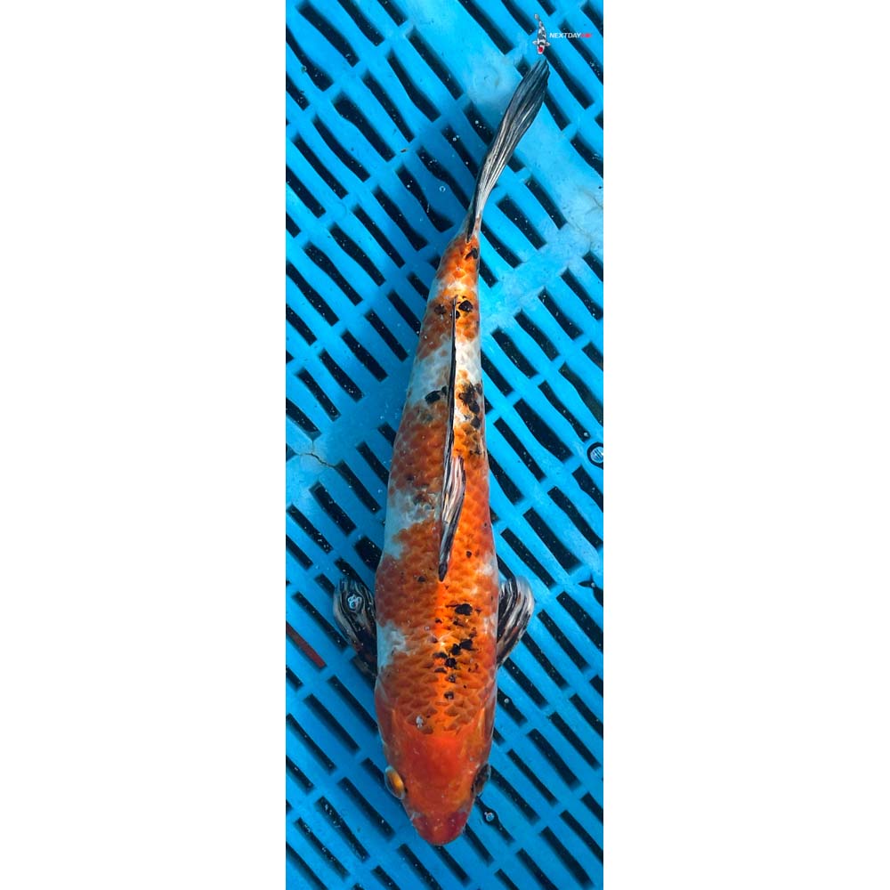 10-12” Imported Yamato Nishiki