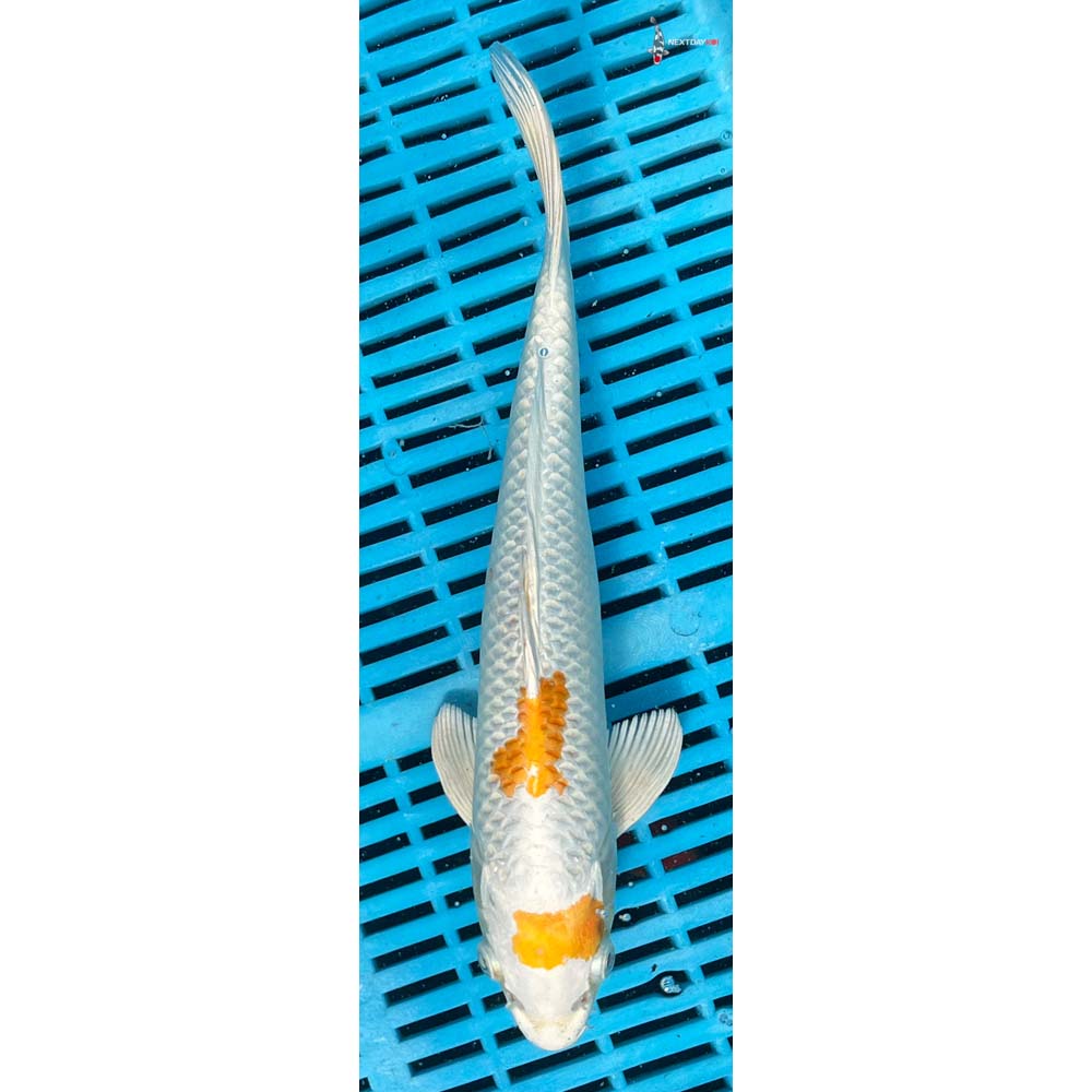 10-12” Imported Lemon Hariwake