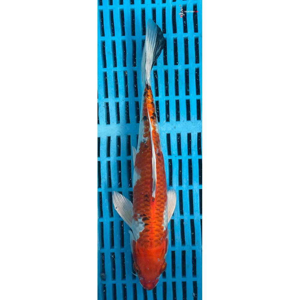 10-12” Imported Yamato Nishiki