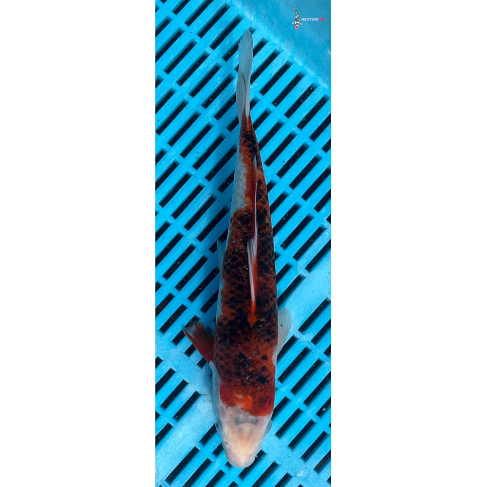 10-12” Imported Goromo