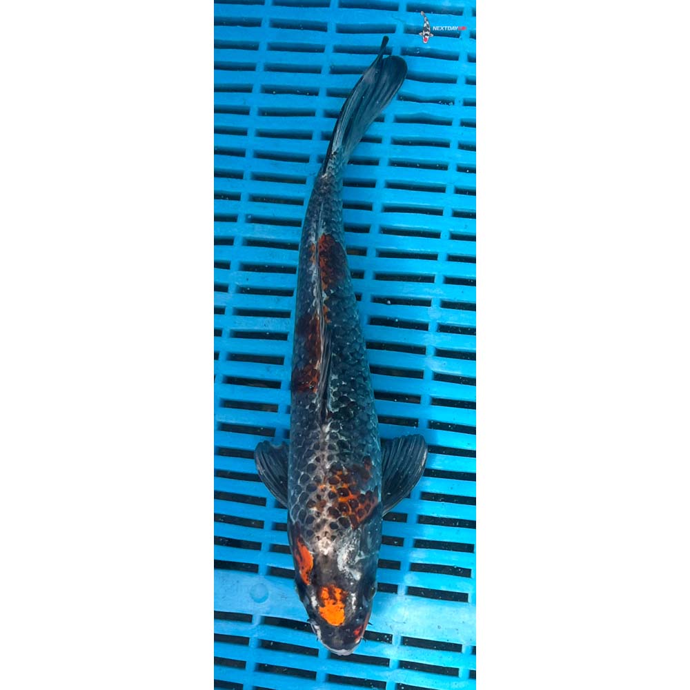 10-12” Imported Kujaku