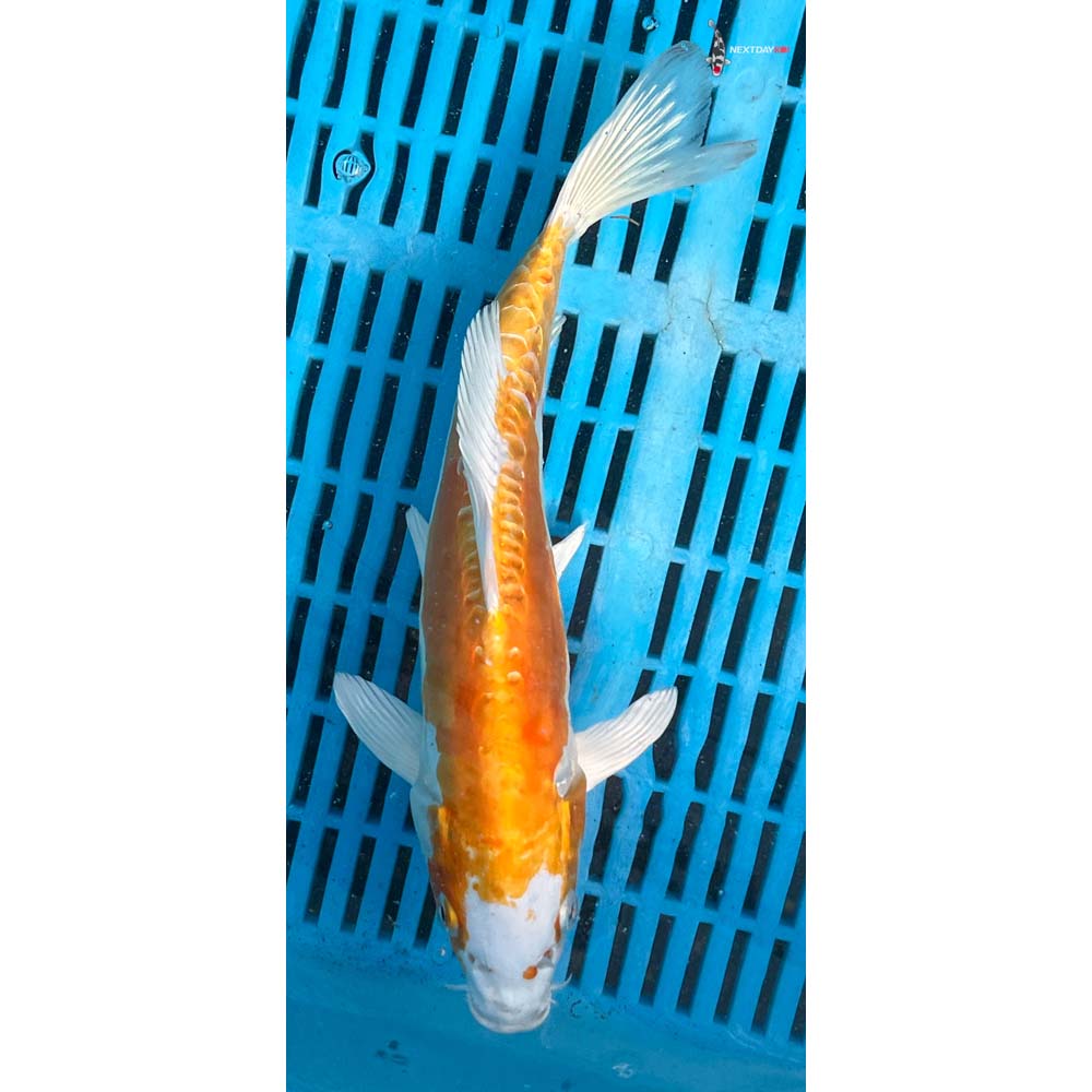 10-12” Imported Kikusui