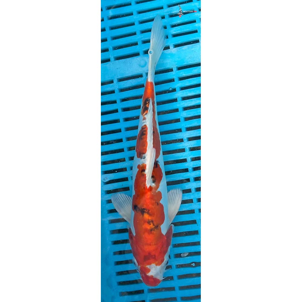 10-12” Imported Heisei Nishiki