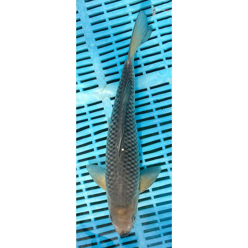 12-14” Imported Soragoi