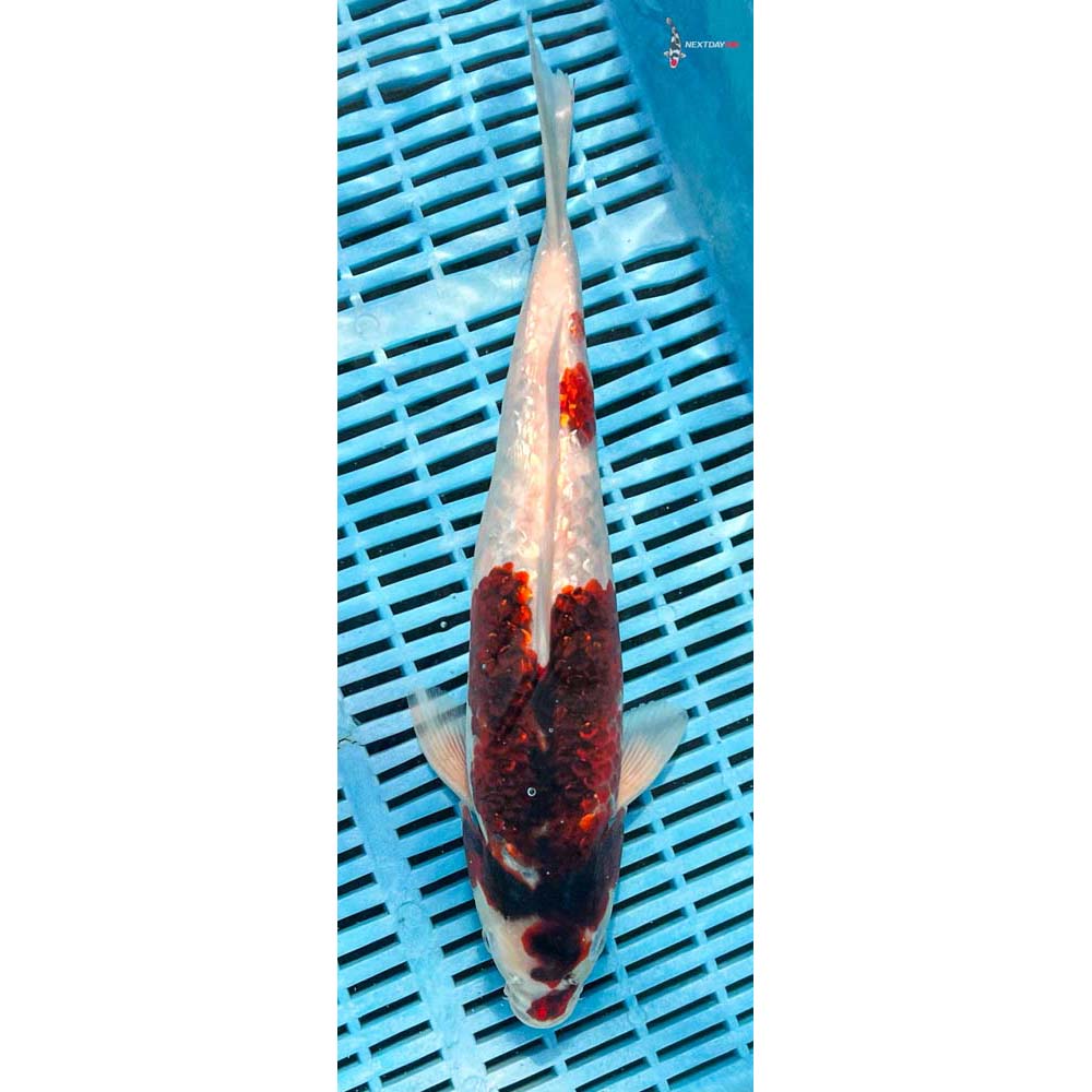 12-14” Imported Gin Rin Goromo
