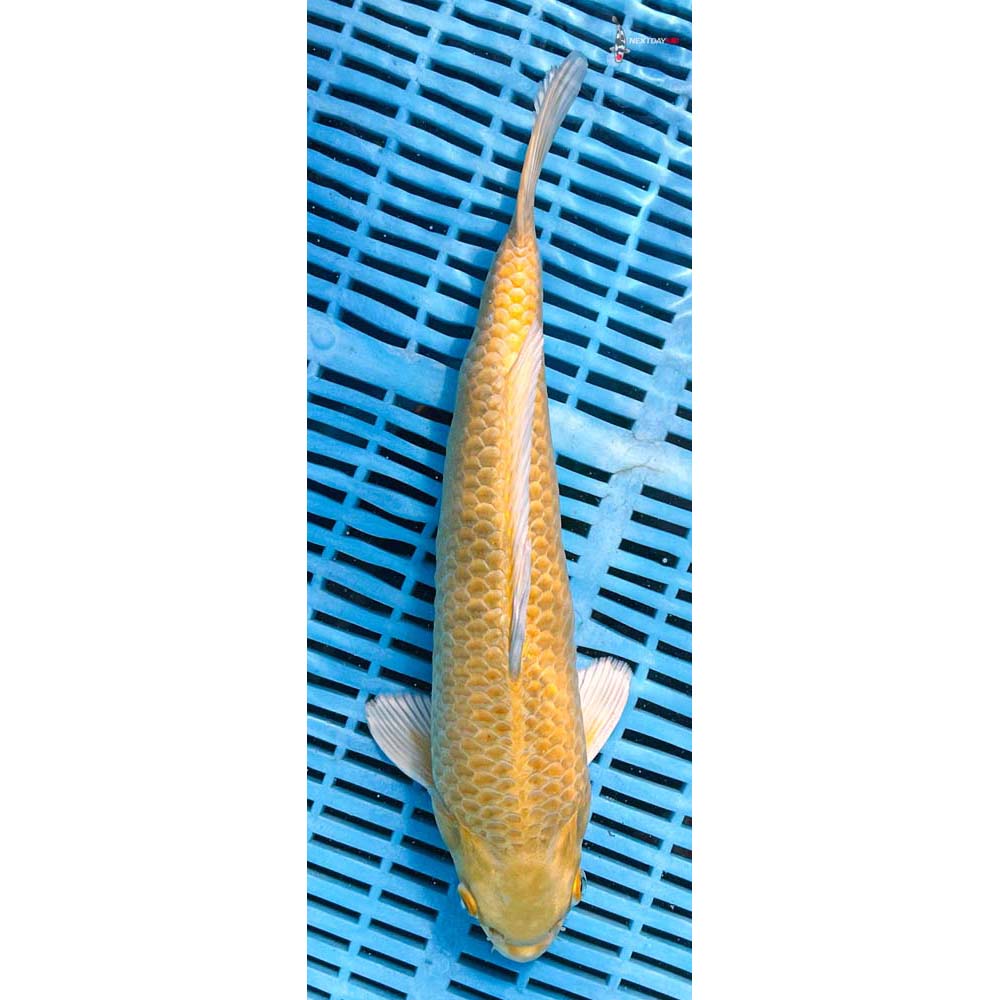 12-14” Imported Shiro Utsuri