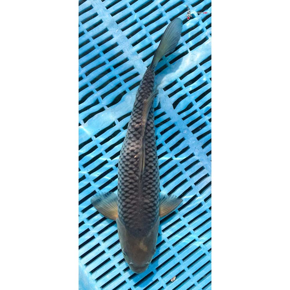 12-14” Imported Soragoi
