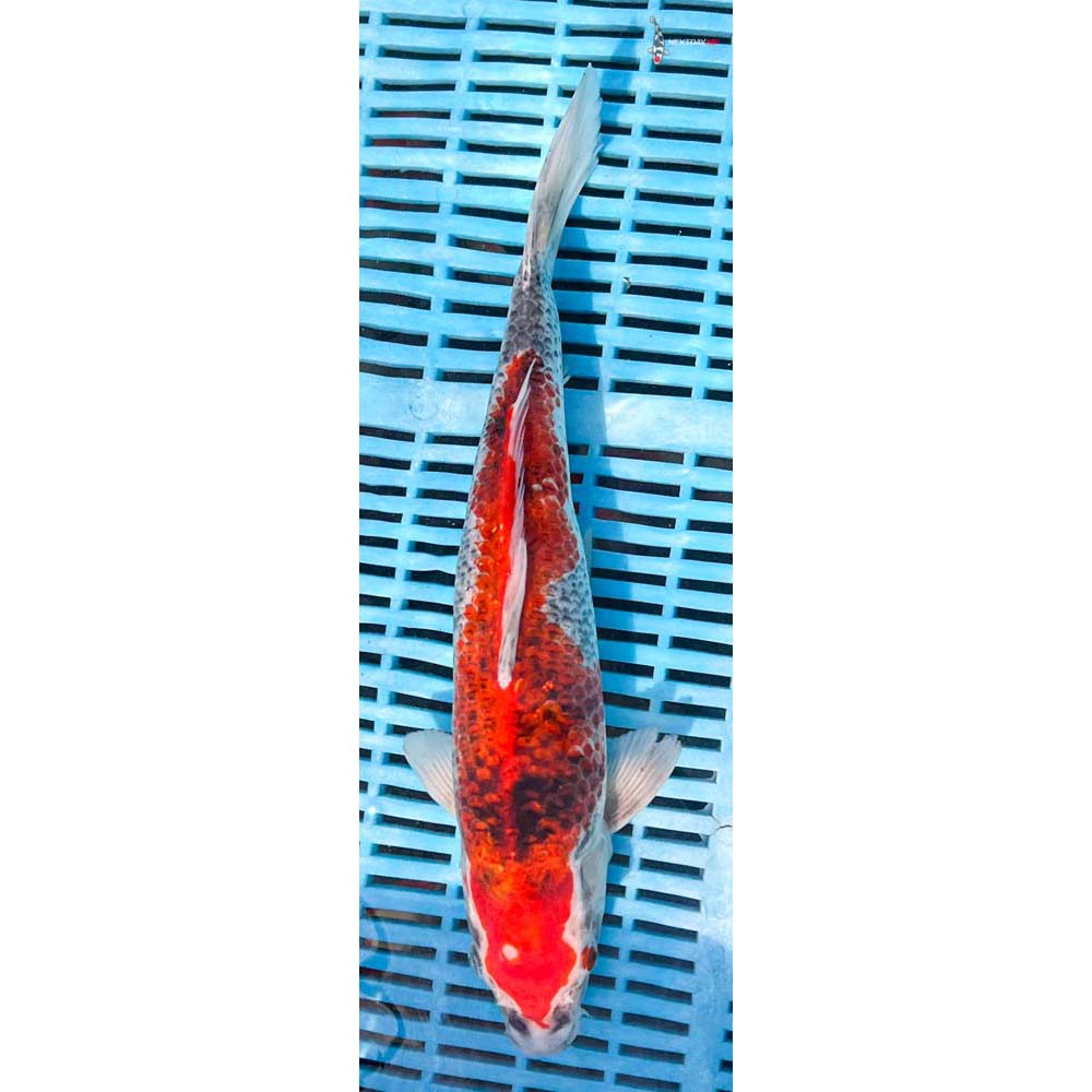 12-14” Imported Goshiki