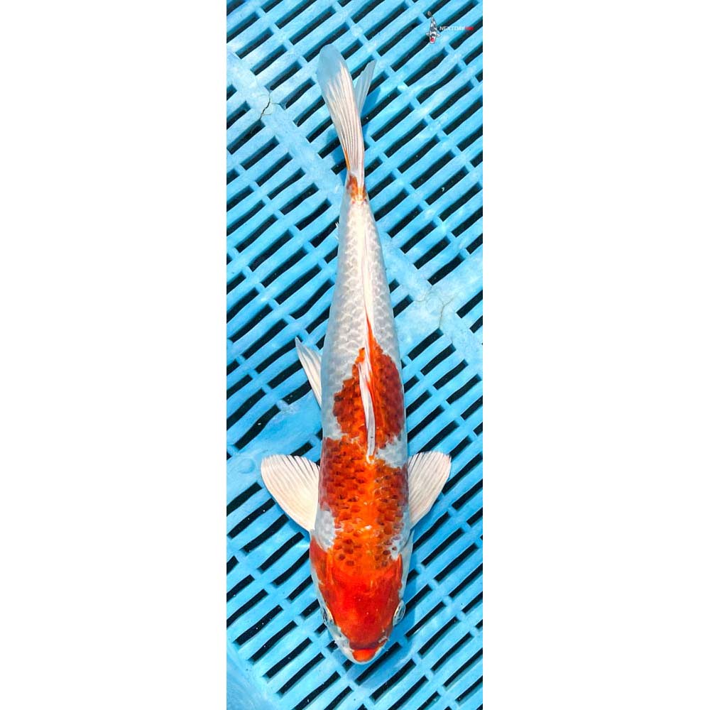 12-14” Imported Hariwake