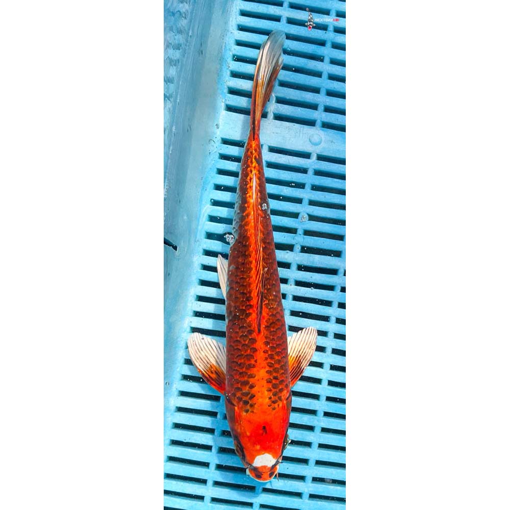 12-14” Imported Kujaku