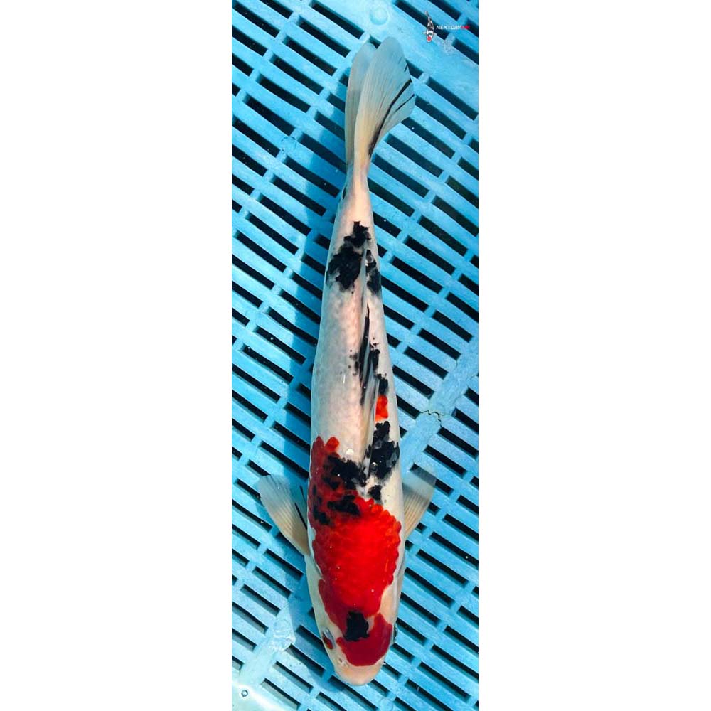 12-14” Imported Sanke